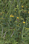 Mountain St. Johnswort